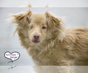Chiweenie Dogs for adoption in Lee's Summit, MO, USA