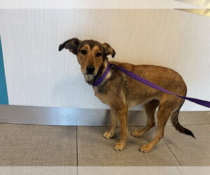 Doberman Pinscher-Unknown Mix Dogs for adoption in Rancho Cucamonga, CA, USA
