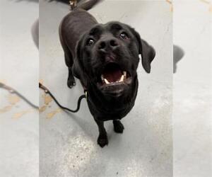 Labrador Retriever Dogs for adoption in Peoria, IL, USA