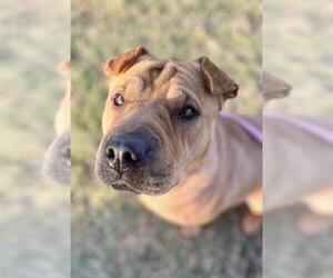 Chinese Shar-Pei-Unknown Mix Dogs for adoption in Louisville, KY, USA