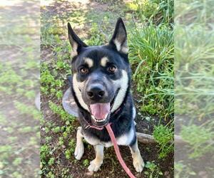 German Shepherd Dog-Unknown Mix Dogs for adoption in Sacramento, CA, USA