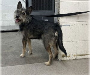 Mutt Dogs for adoption in San Bernardino, CA, USA