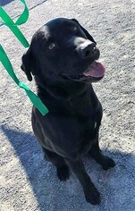Labrador Retriever Dogs for adoption in Thibodaux, LA, USA