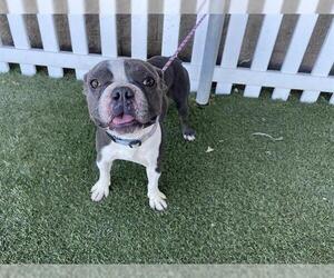 Boston Terrier Dogs for adoption in Modesto, CA, USA