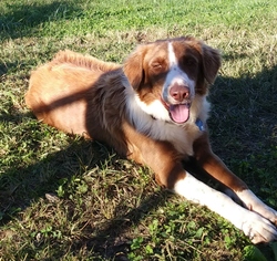 Border-Aussie Dogs for adoption in Bristol, TN, USA