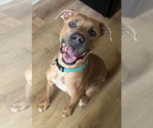 Mutt Dogs for adoption in Oakhurst, NJ, USA