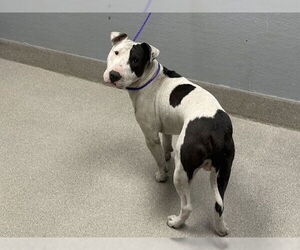 Bull Terrier-Unknown Mix Dogs for adoption in Las Vegas, NV, USA