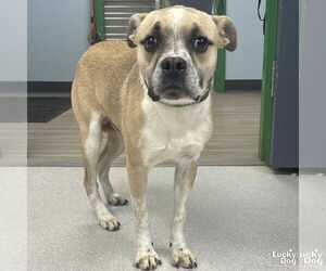 Mutt Dogs for adoption in Washington, DC, USA