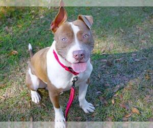 American Pit Bull Terrier-Unknown Mix Dogs for adoption in Tallahassee, FL, USA