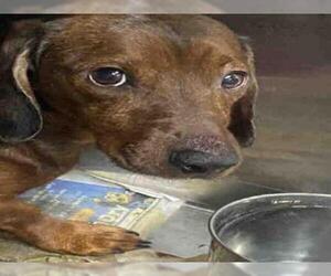Dachshund Dogs for adoption in Atlanta, GA, USA