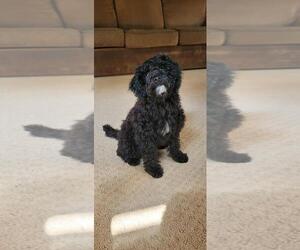 Poodle (Miniature) Dogs for adoption in Holly Springs, NC, USA