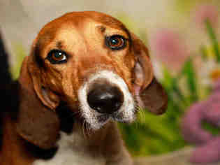 Medium Photo #1 Treeing Walker Coonhound Puppy For Sale in Waynesville, NC, USA
