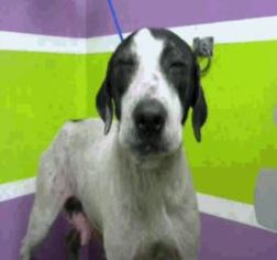 Lab-Pointer Dogs for adoption in Littleton, CO, USA