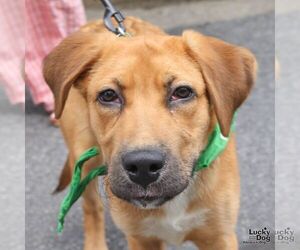 Retriever -Unknown Mix Dogs for adoption in Washington, DC, USA