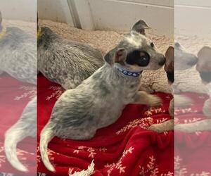 Mutt Dogs for adoption in Garden City, NY, USA