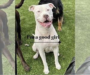 Dogo Argentino Dogs for adoption in Fort Pierce, FL, USA