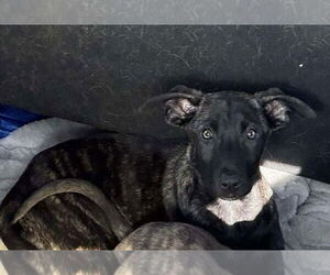 Holland Shepherd-Unknown Mix Dogs for adoption in Imlay City, MI, USA