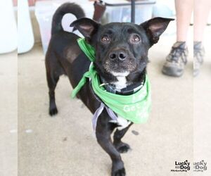 Chihuahua Dogs for adoption in Washington, DC, USA