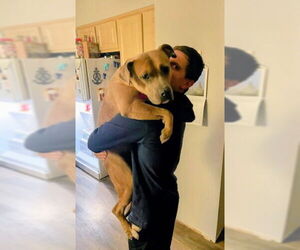 American Staffordshire Terrier-Labrador Retriever Mix Dogs for adoption in columbia, SC, USA