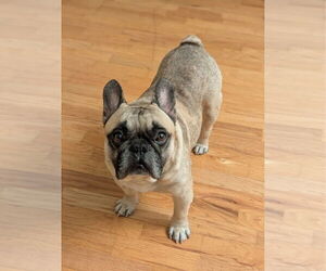 French Bulldog Dogs for adoption in Raleigh, NC, USA