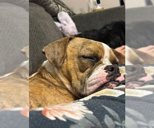 Bulldog-Unknown Mix Dogs for adoption in Brooklyn, NY, USA
