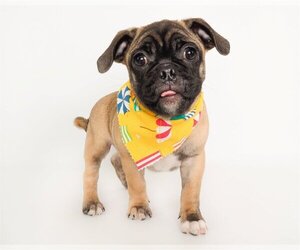 Frenchie Pug Dogs for adoption in phoenix, AZ, USA