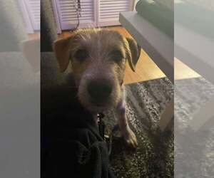 Labrador Retriever-Unknown Mix Dogs for adoption in Palatine/Kildeer/Buffalo grove, IL, USA