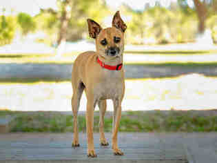 Rat-Cha Dogs for adoption in Vero Beach, FL, USA