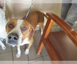 Mutt Dogs for adoption in Ocala, FL, USA