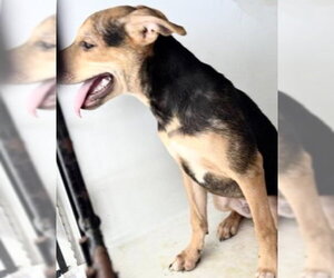 Beagle Dogs for adoption in Houston, TX, USA