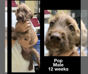 Wirehaired Pointing Poodle Dogs for adoption in Staley, NC, USA