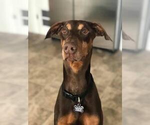 Doberman Pinscher Dogs for adoption in Chicopee, MA, USA