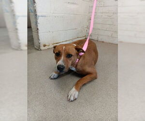 Labrador Retriever-Unknown Mix Dogs for adoption in San Bernardino, CA, USA