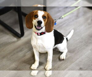 Beagle Dogs for adoption in Tampa, FL, USA