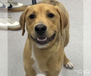 Retriever -Unknown Mix Dogs for adoption in Washington, DC, USA