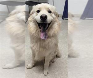 Labrador Retriever Dogs for adoption in Bakersfield, CA, USA