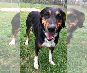Bernese Mountain Dog Dogs for adoption in Westminster, MD, USA