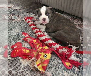 Mutt Dogs for adoption in Cliffwood, NJ, USA