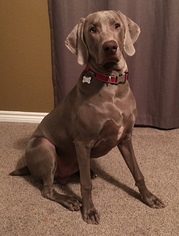 Weimaraner Dogs for adoption in Euless, TX, USA
