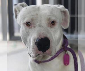 American Staffordshire Terrier-Unknown Mix Dogs for adoption in San Antonio, TX, USA