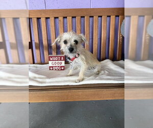 Mutt Dogs for adoption in Genesee, WI, USA