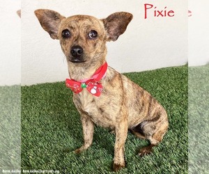 Chihuahua-Unknown Mix Dogs for adoption in San Diego, CA, USA