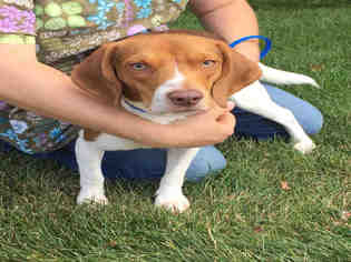 Beagle Dogs for adoption in Crystal Lake , IL, USA