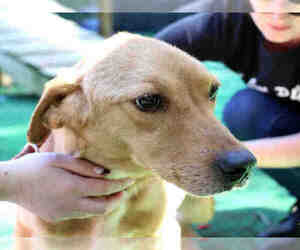 Golden Retriever Dogs for adoption in Fort Walton Beach, FL, USA