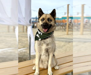 Gerberian Shepsky Dogs for adoption in Spring Lake, NJ, USA