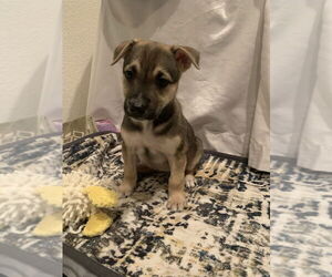 German Shepherd Dog-Unknown Mix Dogs for adoption in Brewster, NY, USA