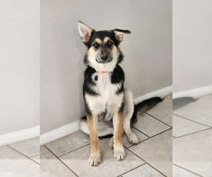 Australian Shepherd Dogs for adoption in Menifee, CA, USA