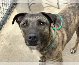 Holland Shepherd-Unknown Mix Dogs for adoption in Tulsa, OK, USA