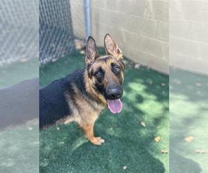 German Shepherd Dog Dogs for adoption in Chula Vista, CA, USA