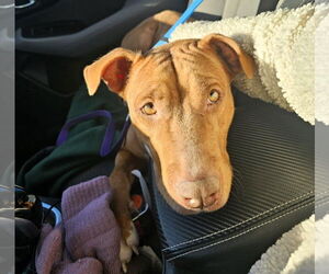Mutt Dogs for adoption in Shelburne, VT, USA